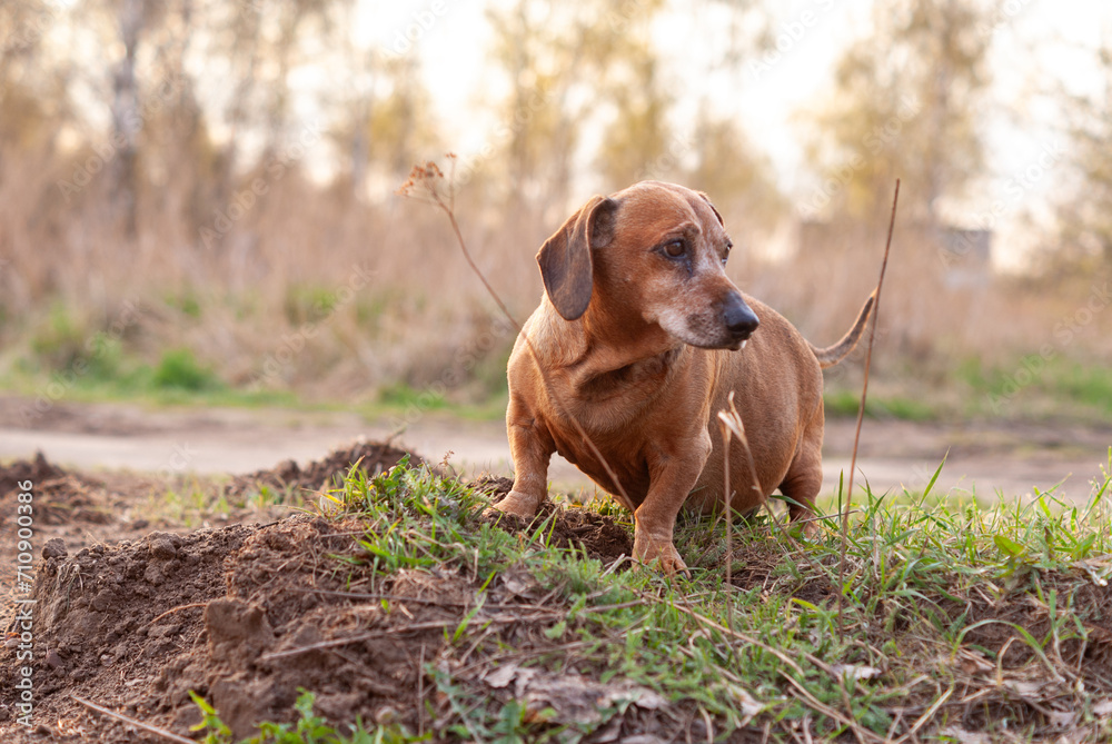brown old dachshund walking in the nature