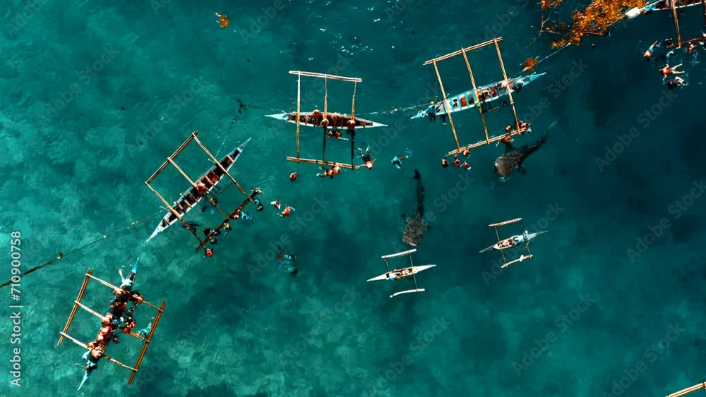 Aerial view of people and tourists swimming with Whale Sharks in open sea ocean with catamarans boats, Oslob, Cebu, Philippines.