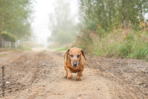 Wallpaper Mural Brown dachshund walking in the nature autumn foliage Torontodigital.ca