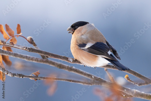 Photography The Eurasian bullfinch (Pyrrhula pyrrhula)
