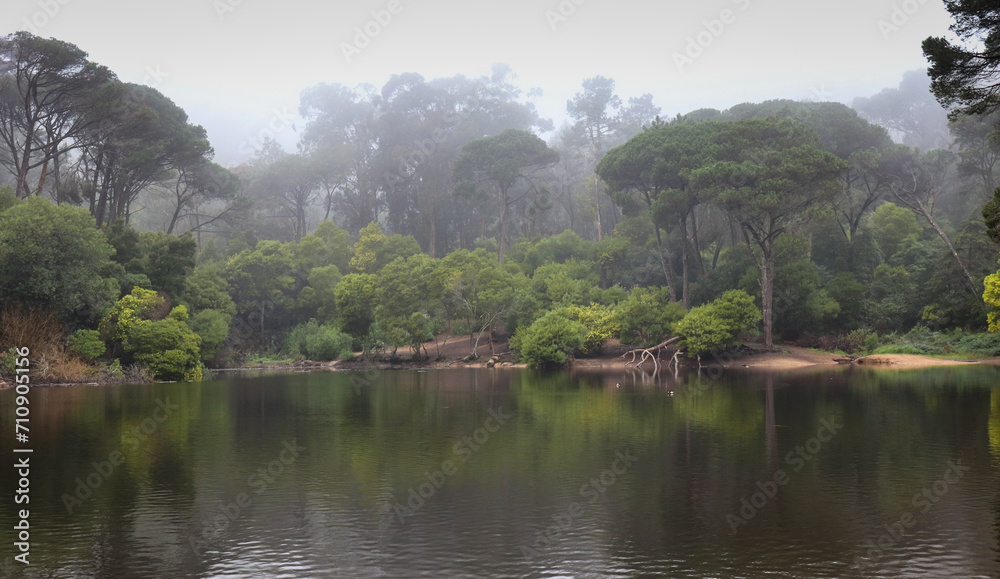 lake in the forest in a foggy morning