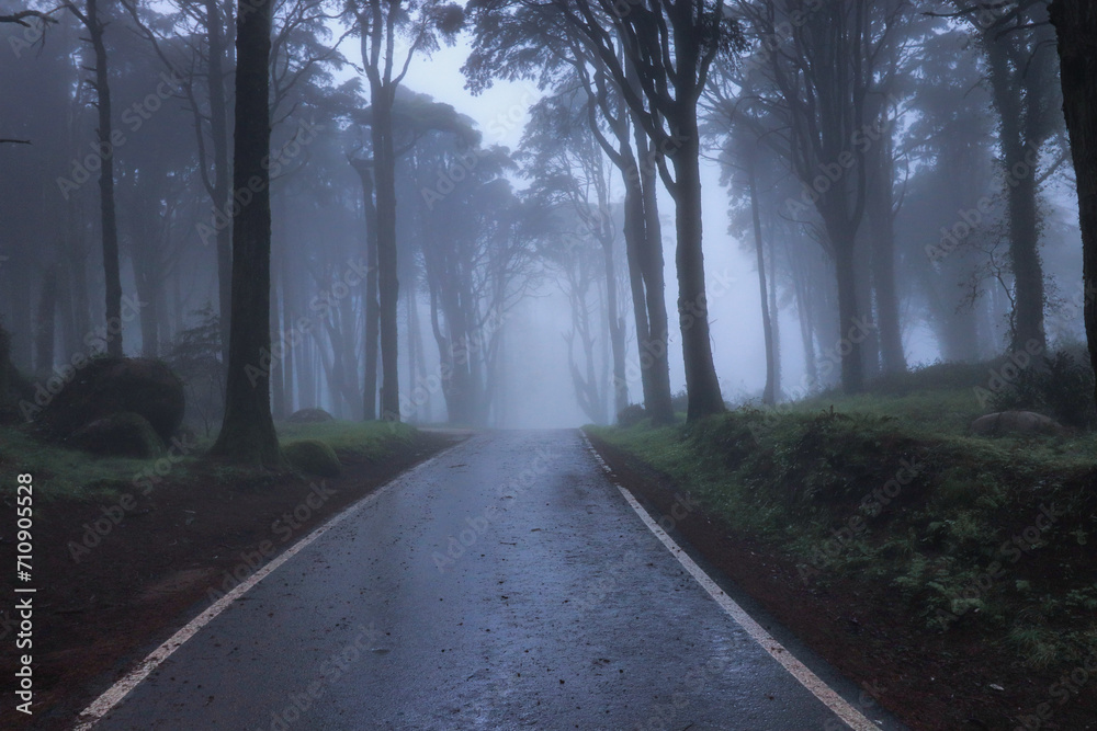 Empty asphalt road in foggy forest