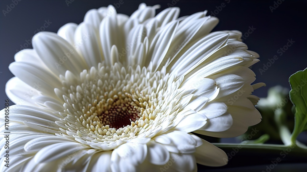 daisy flower daisy flower