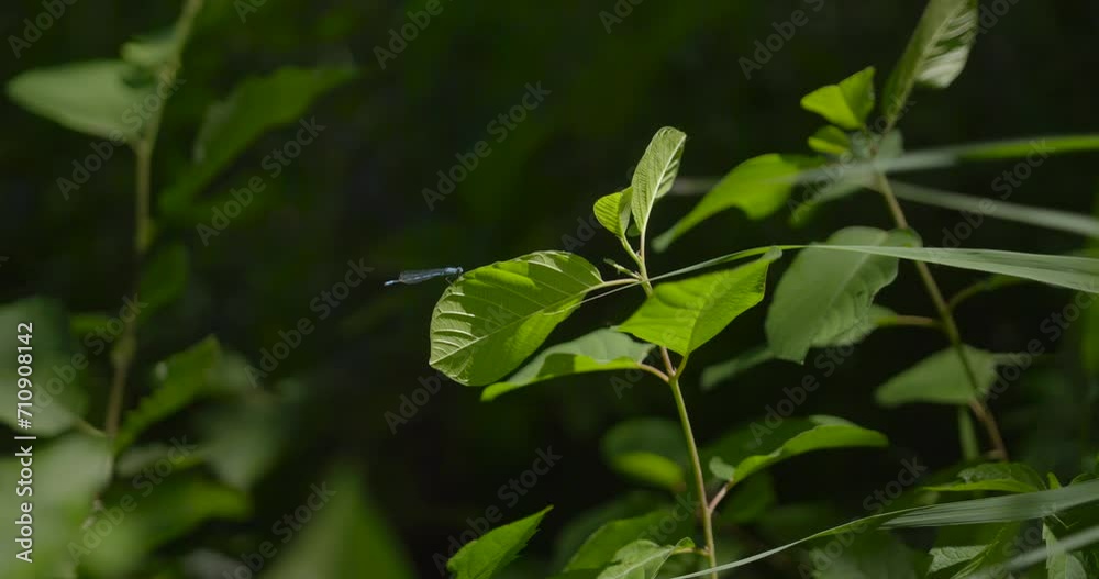 Dragonfly on a leaf / Slow motion Dragonfly on a leaf / Slow motion