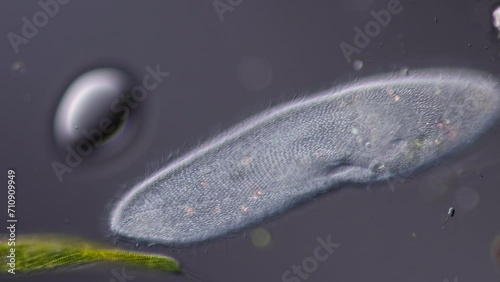Paramecium ciliate under the microscope extreme close up in slow motion at 400x magnification  photo