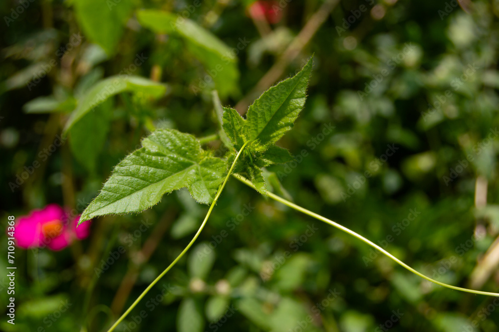close up of wild plant leaves close up of wild plant leaves