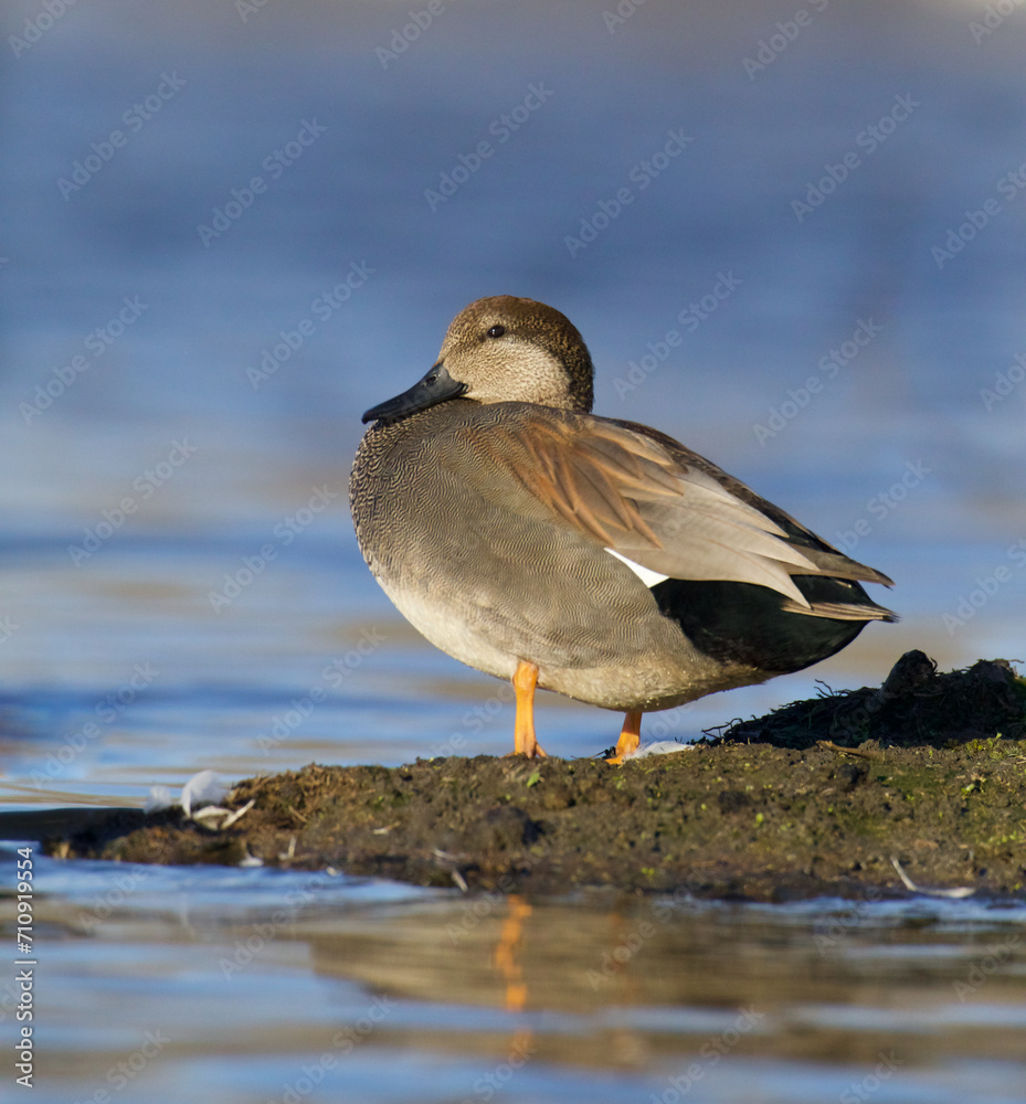 Gadwall drake, Mareca strepera, detailed full body portrait showing fine feather detail Gadwall drake, Mareca strepera, detailed full body portrait showing fine feather detail