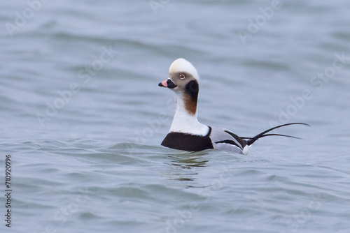 Long-tailed Duck drake with neck extended in alert position in winter plumage afloat in the coastal waters of the Atlantic Ocean