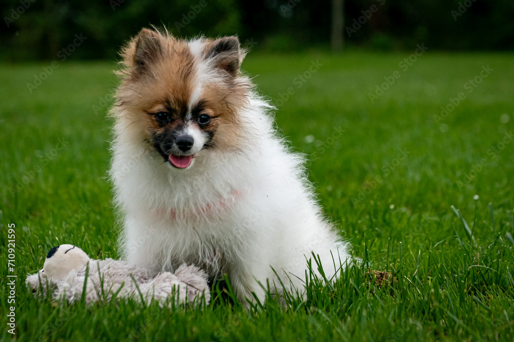 Pomeranian dogs in summer Pomeranian dogs in summer