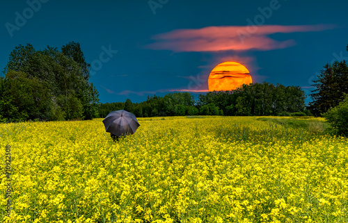 Super moon rising over blooming rapeseed field and forest at the distance are...