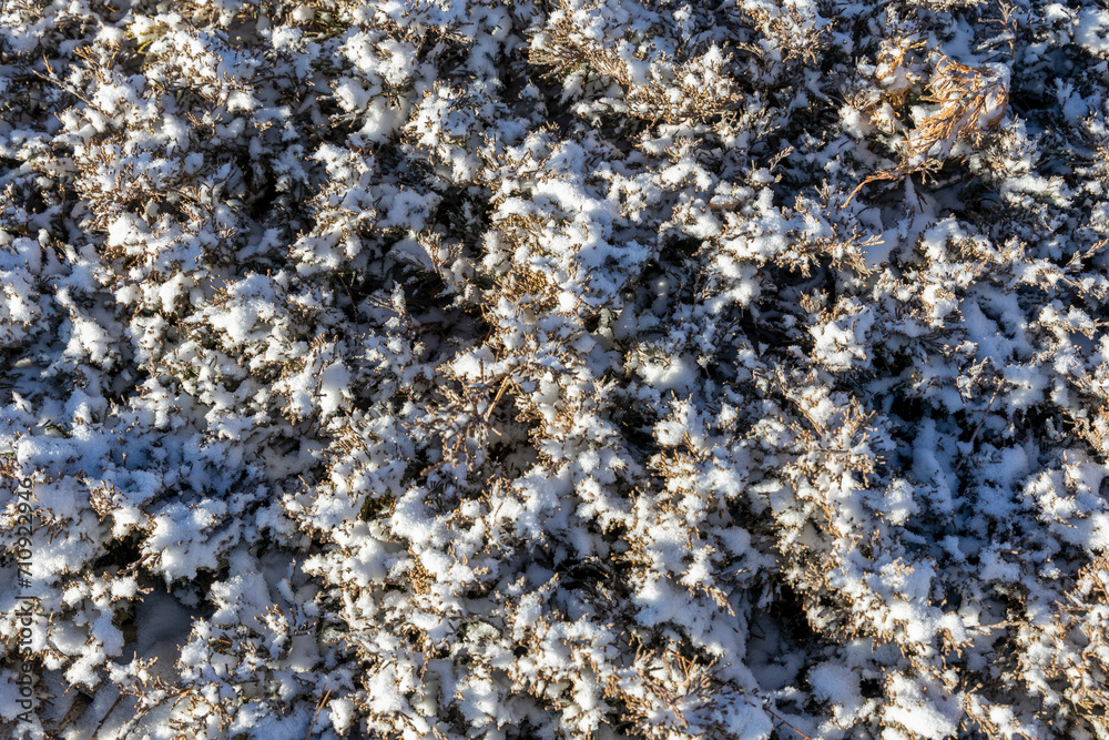 Soft snow on shrub branches, winter background Soft snow on shrub branches, winter background