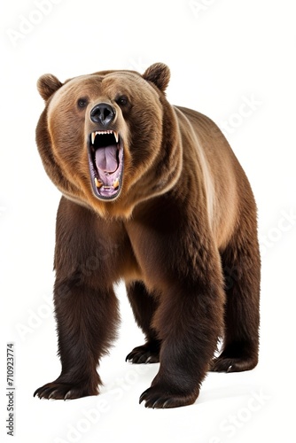 Large brown bear standing on all fours with mouth wide open showing teeth