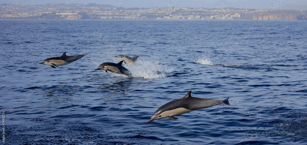 Fototapeta premium dolphins jumping 