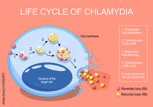 Chlamydia life cycle