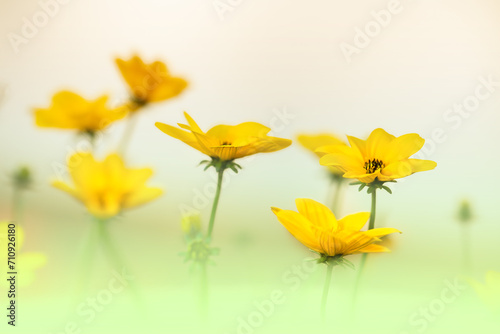 Wiosenne kwiaty w ogrodzie, ujęcie z bliska, rozmyte tło