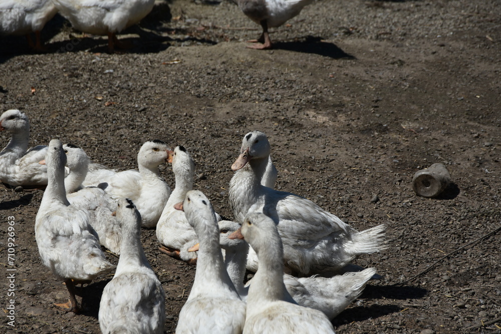 Obraz premium Poultry on the farm. Geese and ducks on a village farm have white or gray plumage, yellow or red paws and beaks. Birds in a large flock are grazing in the yard, pecking at grain and drinking water.