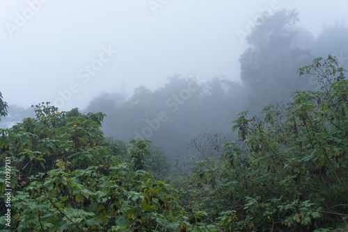 Bosque con neblina, bosque verde con niebla baja