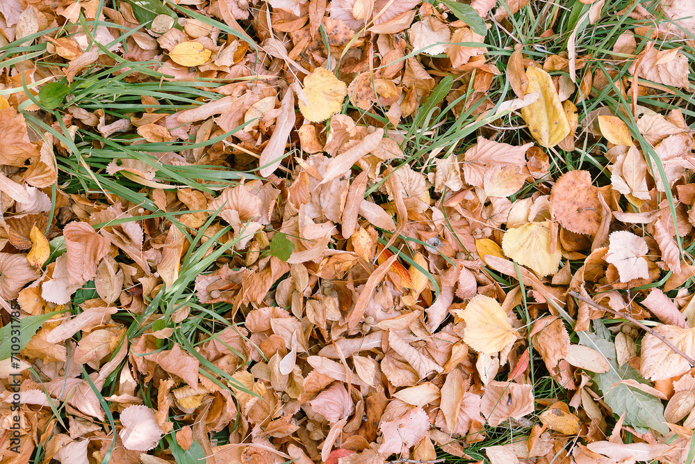 autumn background, yellow dry foliage, green leaves not yet dried can be seen autumn background, yellow dry foliage, green leaves not yet dried can be seen