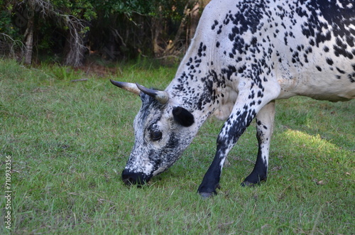 Speckled Florida Cracker Cow grazing in pasture photo