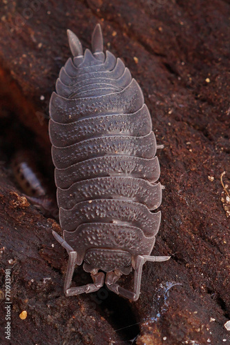 Vertical closeup on a common rough-skinned woodlouse, Porcellio scaber sitting on some rotten wood in the forest floor