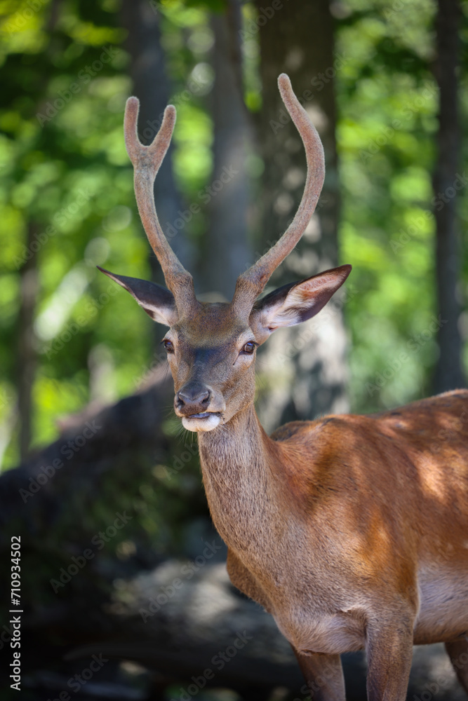 Naklejka premium Cervidé solitaire avec cornes, vertical