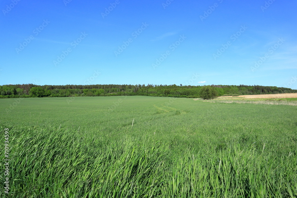 Vast green fields with plenty of grass. Sweden 2023.