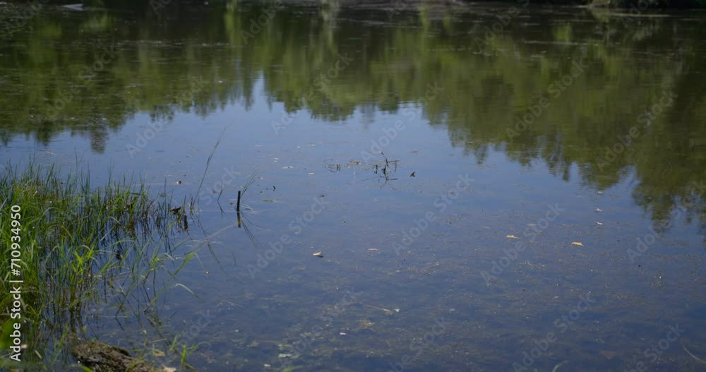 Dragonflies on a lake 3 / Slow motion Dragonflies on a lake 3 / Slow motion