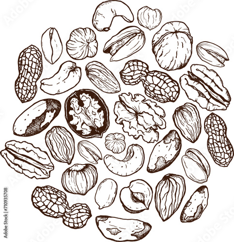 Vector line art circle composition of mix nuts. Hand painted card of pistachio, walnut, hazelnut and almond on white background. Tasty food illustration for design, print, fabric or background. Poster