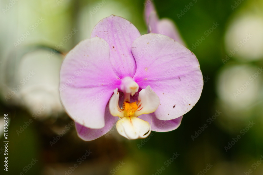 Picture without editing of a pink phalaenopsis orchid shot using a vintage Asahi Pentax Super Multi-coated Takumar lens Picture without editing of a pink phalaenopsis orchid shot using a vintage Asahi Pentax Super Multi-coated Takumar lens