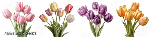 Collection set bunch bouquet pink purple orange mixed stalk of tulip tulips flower floral with leaves arrangement on transparent background cutout, PNG file. Mockup template artwork graphic design photo