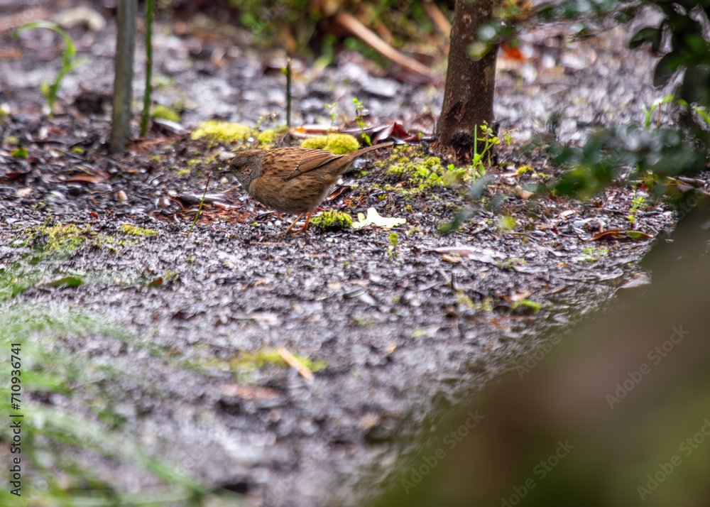 Ireland's Garden Minstrel - Dunnock (Prunella modularis) in National Botanic Gardens Ireland's Garden Minstrel - Dunnock (Prunella modularis) in National Botanic Gardens