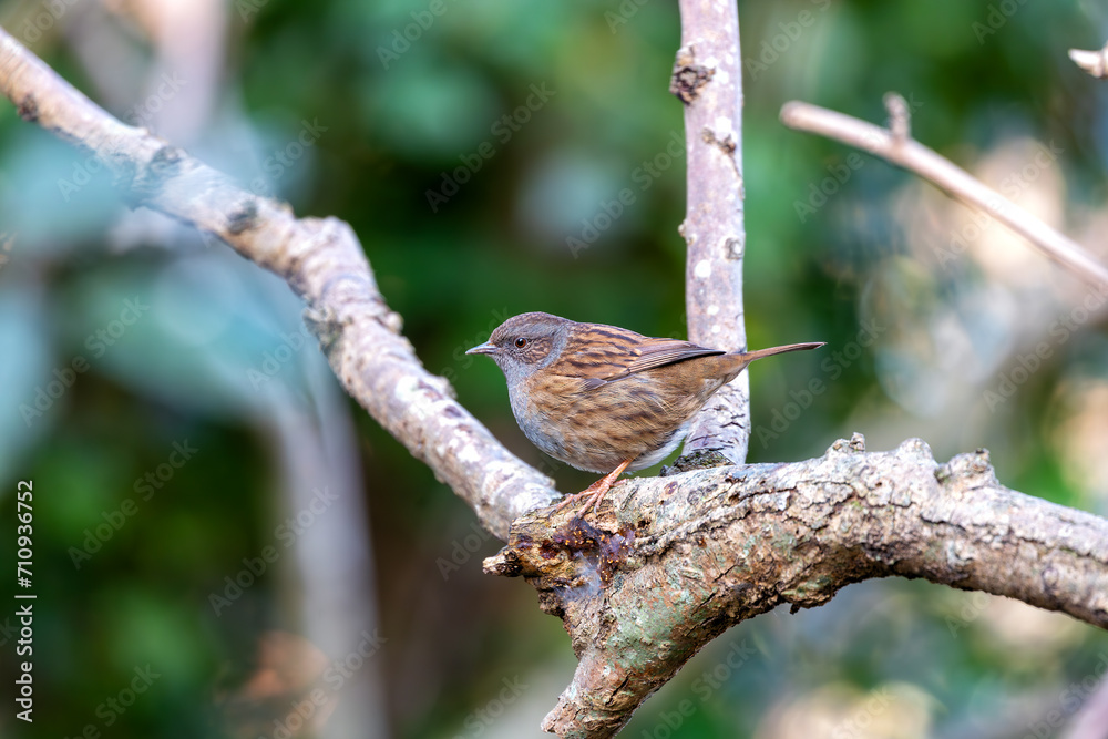 Fototapeta premium Ireland's Garden Minstrel - Dunnock (Prunella modularis) in National Botanic Gardens