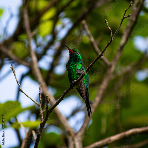 Cozumel Emerald Hummingbird Cynanthus forficatus
