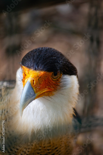 Caracara Cheriway bird at Zoo