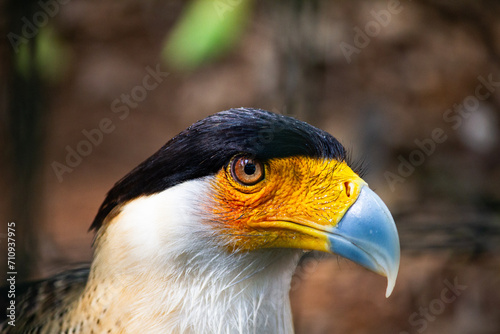 Caracara Cheriway bird at Zoo