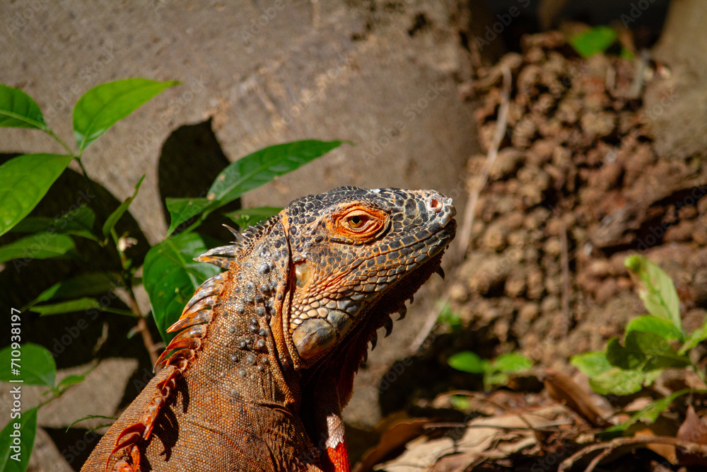 Fototapeta premium Giant Iguana at Merida Zoo