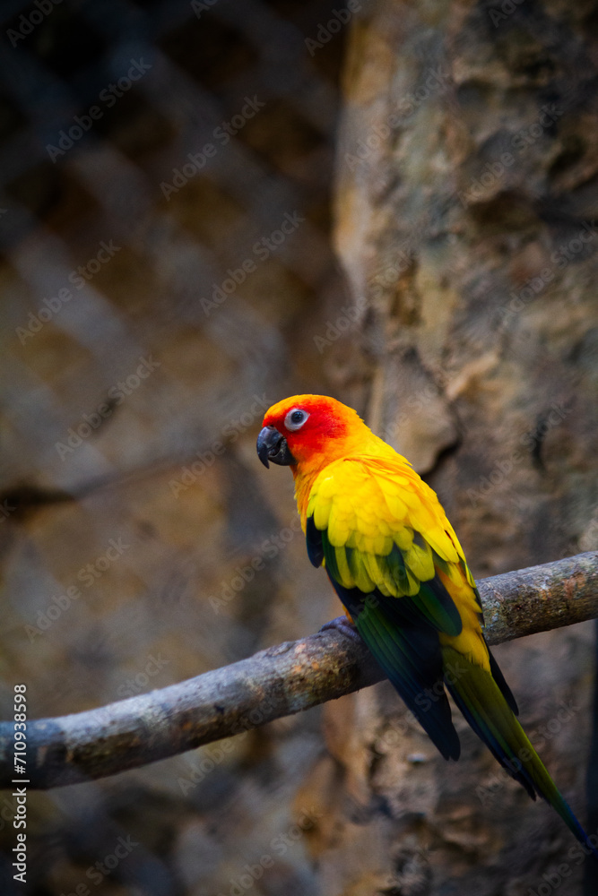 yellow parrot at Merida Zoo