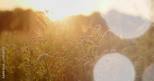 Sunset in the field with wildflowers and grasses.