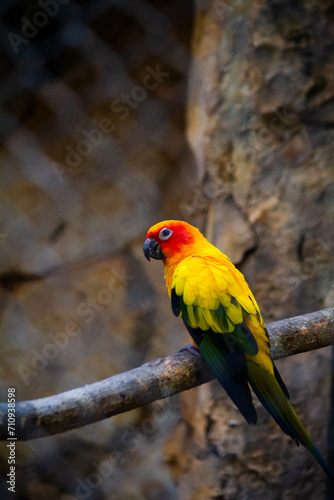 yellow parrot at Merida Zoo