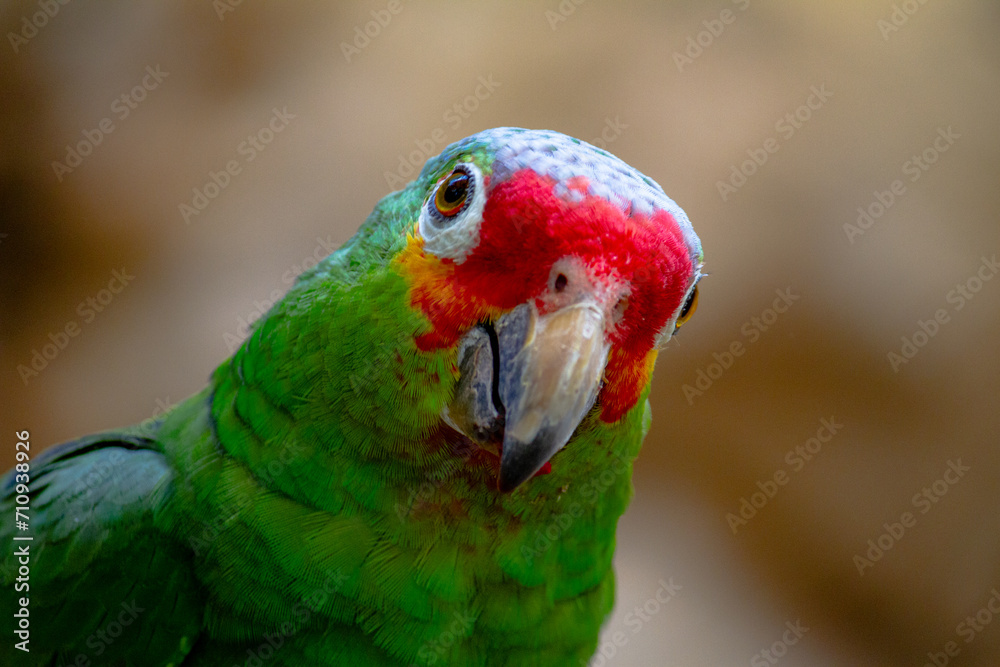 close up of a parrot