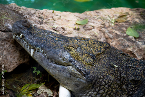 Crocodile over a rock at the Zoo