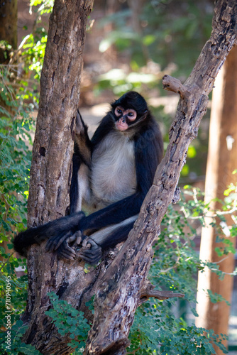 Monkey resting over a tree