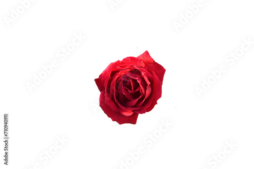 red rose isolated on white transparant  background   single red rose png