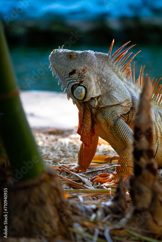 iguana on the rock