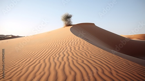 Solitary Tree on a Sand Dune in the Desert photo