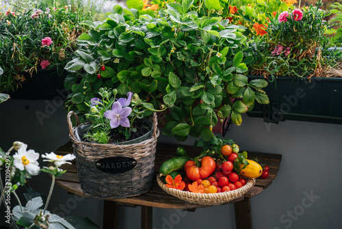 Harvestes tomatoes in balcony gardening photo