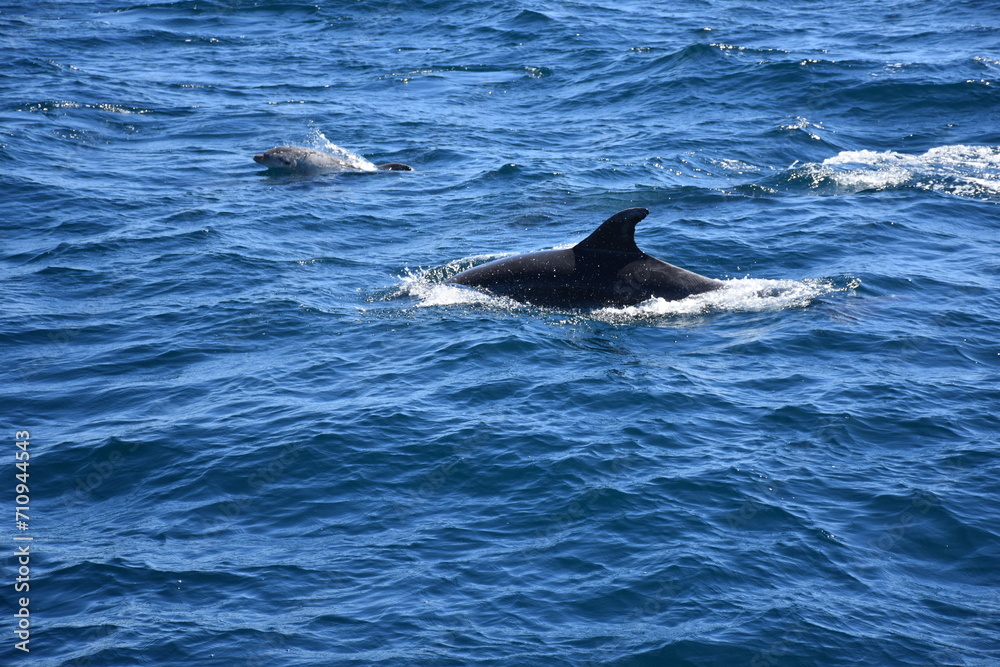 Fototapeta premium Delfín con su cría en su hábitat natural, salvaje, en el mar azul abierto con olas.