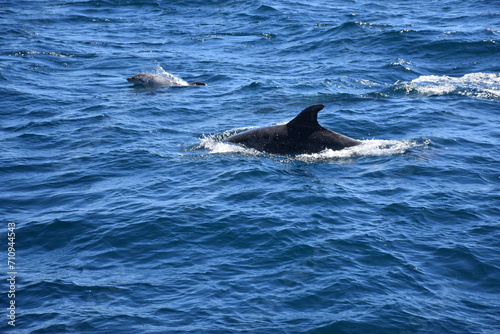 Delf  n con su cr  a en su h  bitat natural  salvaje  en el mar azul abierto con olas.