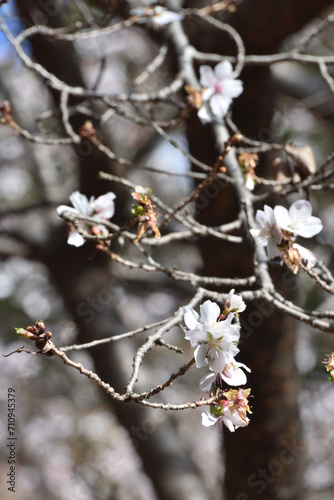鶴見緑地の十月桜