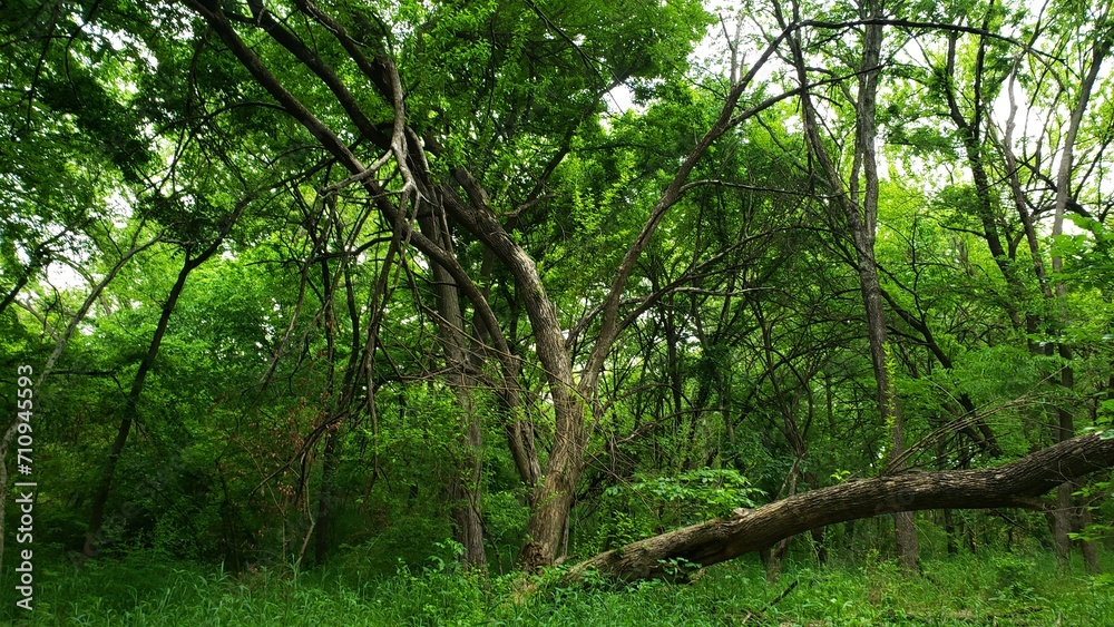 Fototapeta premium trees in the park